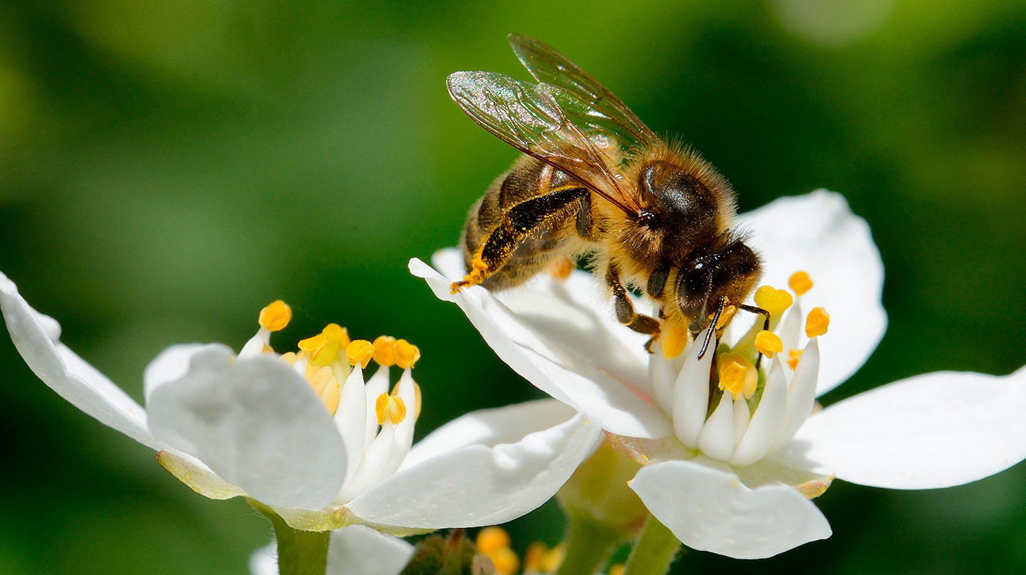 Propolis: Prirodni čuvar Zdravlja i Imuniteta